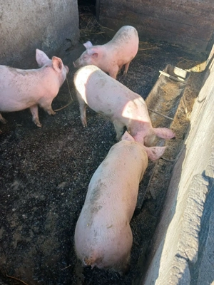 pucei de vânzare  - imagine 5