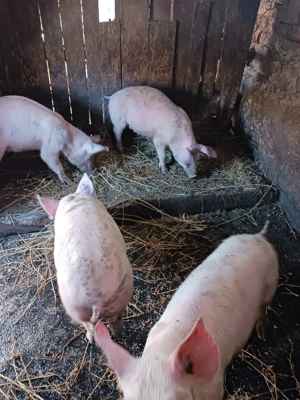 pucei de vânzare  - imagine 4