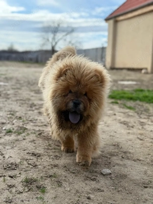 Chow Chow mascul disponibil catel pui