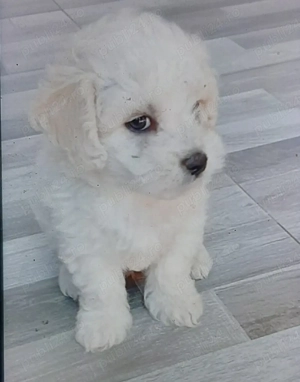 Vand bichon maltez talie mica 6 saptamani baietel