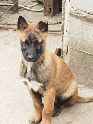 Ciobanesc belgian  - imagine 5