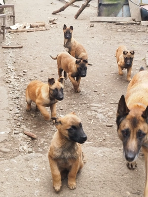 Ciobanesc belgian  - imagine 4