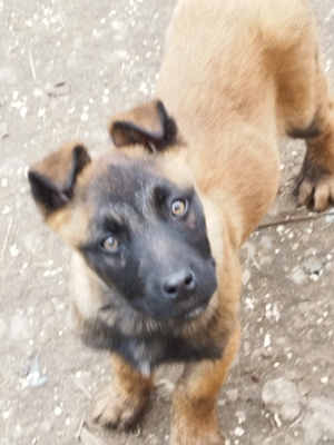 Ciobanesc belgian  - imagine 2