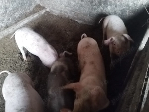 Purcei de vanzare  - imagine 2