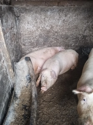 Purcei de vanzare  - imagine 3