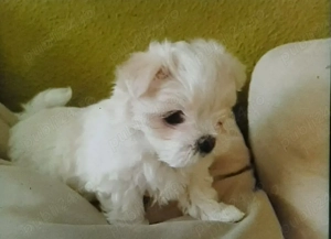 Vand bichon talie mica 6 saptamani