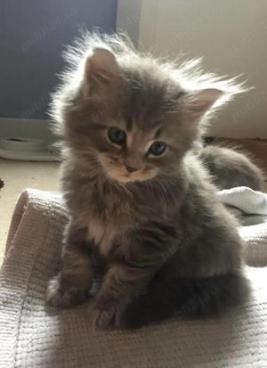 Siberiana de pădure 