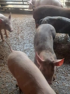 vând purcei  - imagine 3