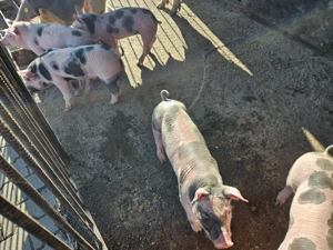 Vând purcei 7 săptămâni  - imagine 3