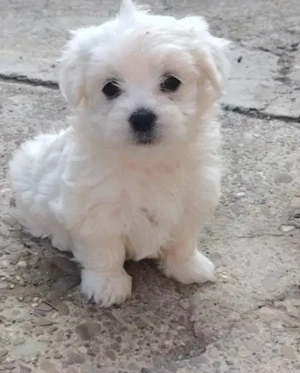 Bichon  Maltese 