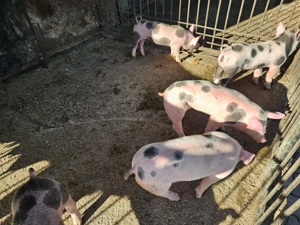 Vând purcei 7 săptămâni  - imagine 2