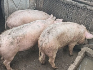 Vând porci de carne și groștei - imagine 3