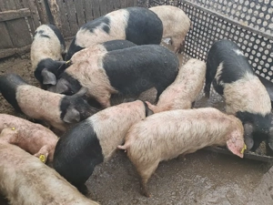 Vând porci de carne și groștei - imagine 2