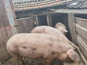 Vând porci de carne și groștei - imagine 4