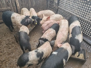 Vând porci de carne și groștei - imagine 5