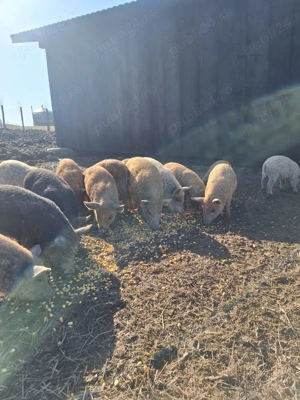 Purcei Mangalița  - imagine 3