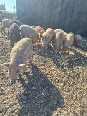 Purcei Mangalița  - imagine 4