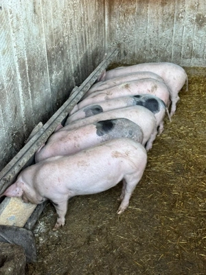 Vând purcei de 12 săptămâni