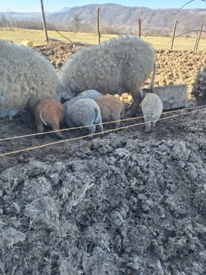 Purcei Mangalița  - imagine 5