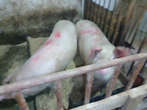 Porci de carne de vânzare 