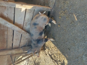 De vanzare 2 purcele prăsilă 70 80 kg  - imagine 3