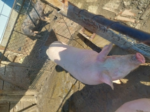 De vanzare 2 purcele prăsilă 70 80 kg  - imagine 2