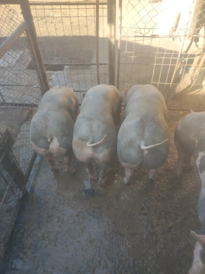 scrofițe de vînzare  - imagine 3