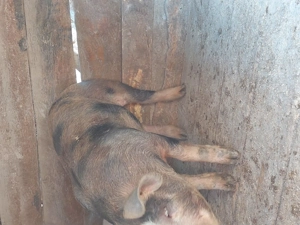 De vanzare 2 purcele prăsilă 70 80 kg 