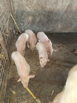 Purcei de carne - imagine 2