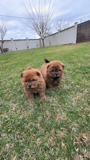 Vând cătei de Chow Chow  - imagine 2