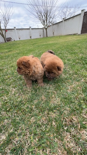 Vând cătei de Chow Chow  - imagine 3