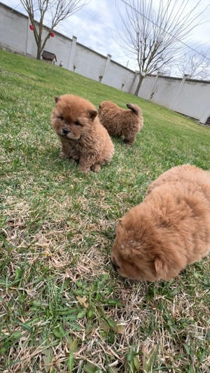 Vând cătei de Chow Chow  - imagine 4