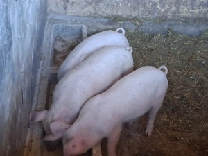 vând soldani de 35 kg (masculi castraţi)