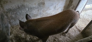 Vand porc pentru sacrificat - imagine 2