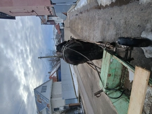 Armăsar de vanzare - imagine 4