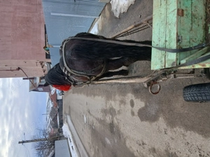 Armăsar de vanzare - imagine 3