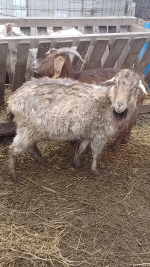 Capre de vânzare  - imagine 4