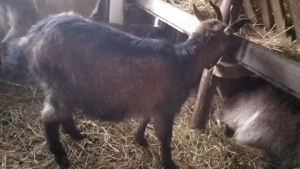 Capre de vânzare  - imagine 3