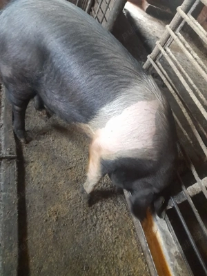 Vand porci - imagine 2