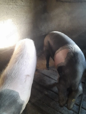 Vand porci - imagine 3