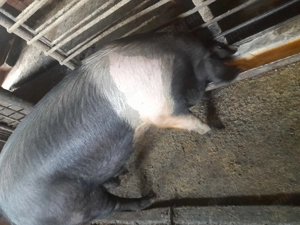 Vand porci - imagine 3