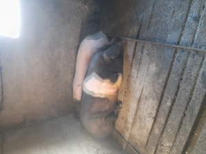 Vand porci - imagine 2