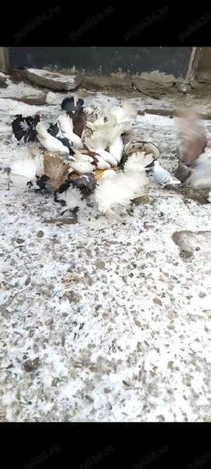 De vânzare porumbei  - imagine 3