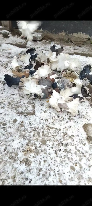 De vânzare porumbei  - imagine 2