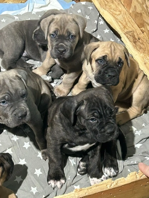 Vand pui cane corso cu pedigree FCI - imagine 2
