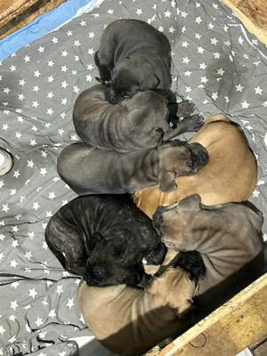 Vand pui cane corso cu pedigree FCI - imagine 3