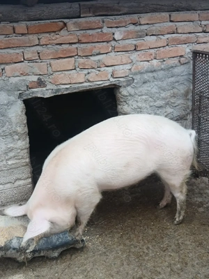 Porc de vânzarea  - imagine 2