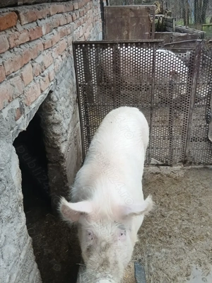 Porc de vânzarea 