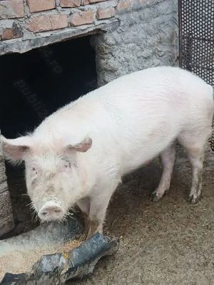 Porc de vânzarea  - imagine 3
