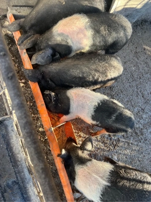 purcei bazna varsta 3 luni  - imagine 3